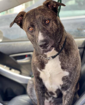 Rescue Shepherd Dogs for Adoption in Santa Monica, California - Indigo Montoya | PetCurious