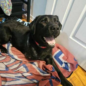 Rescue Labrador Retriever Dogs for Adoption in Montreal, Quebec - Mickey | PetCurious
