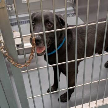 Lee -  Mixed Breed Dog for Adoption in Memphis, Tennessee - Lee | PetCurious
