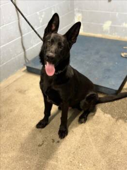 *DALTON -  German Shepherd Dog Dog for Adoption in Woodland, California - *DALTON | PetCurious