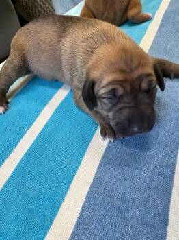 Mixed Breed Dogs Available for Adoption in Warren, Pennsylvania - Sage | PetCurious