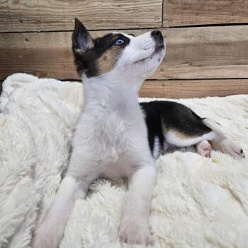 Mixed Breed Dogs Available for Adoption - Sugar | PetCurious