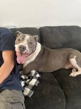 American Staffordshire Terrier and Mixed Breed Dogs Available for Adoption in Houston, Texas - Hank | PetCurious