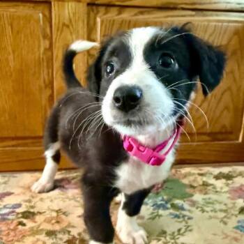 Kelsie Whitmore D11354 -  Terrier and Chihuahua Dog for Adoption - Kelsie Whitmore D11354 | PetCurious