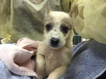 PEPSI -  Australian Cattle Dog Blue Heeler Dog for Adoption in Thousand Palms, California - PEPSI | PetCurious