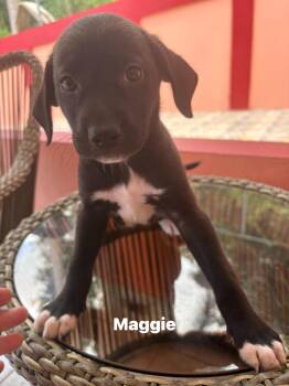 Maggie -  Labrador Retriever Dog for Adoption in Rincón, Rincón - Maggie | PetCurious