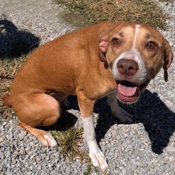 Rescue Terrier and Mixed Breed Dogs for Adoption in Mount Vernon, Indiana - Maggie Mae | PetCurious