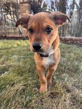 Labrador Retriever and Shepherd Dogs Available for Adoption - Walter | PetCurious