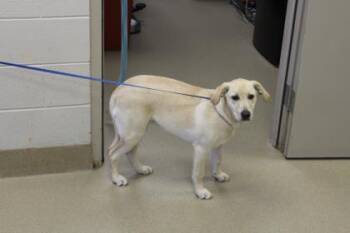Molly -  Labrador Retriever and Mixed Breed Dog for Adoption in Farmers Branch, Texas - Molly | PetCurious