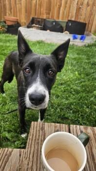WANDA -  Border Collie Dog for Adoption in Broomfield, Colorado - WANDA | PetCurious