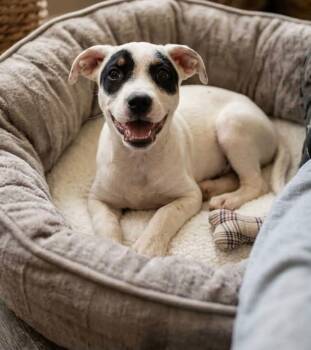 Gravy -  Terrier Dog for Adoption in Bothell, Washington - Gravy | PetCurious