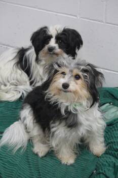Dotty & Rosie -  Shih Tzu Dog for Adoption in Hayward, Wisconsin - Dotty & Rosie | PetCurious