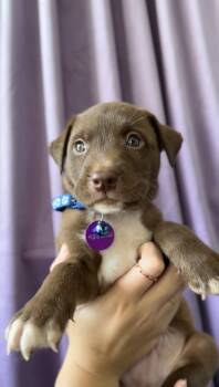 Garnet -  Basenji and Pit Bull Terrier Dog for Adoption in West Hollywood, California - Garnet | PetCurious