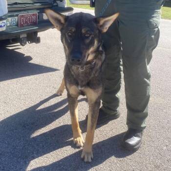 Reaper Stray Hold 10/31 -  German Shepherd Dog Dog for Adoption in Huntington, West Virginia - Reaper Stray Hold 10/31 | PetCurious