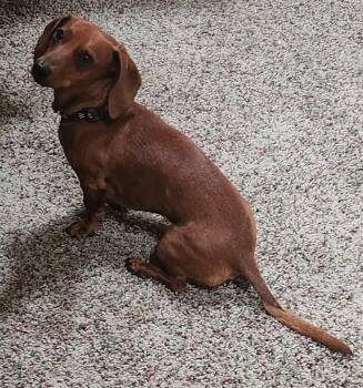 Max -  Miniature Dachshund Dog for Adoption in Mauston, Wisconsin - Max | PetCurious