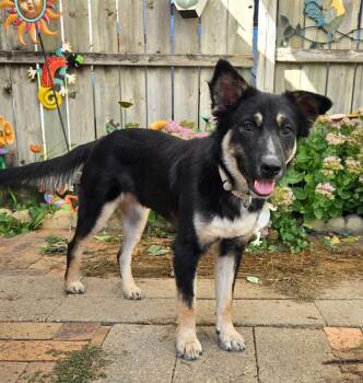 Marlowe -  Australian Shepherd Dog for Adoption in Sioux City, Iowa - Marlowe | PetCurious