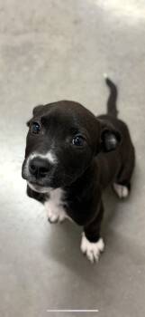 Chip -  Mixed Breed Dog for Adoption in Clarksville, Tennessee - Chip | PetCurious