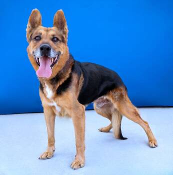 MAXIMUS -  German Shepherd Dog Dog for Adoption in Pasadena, California - MAXIMUS | PetCurious