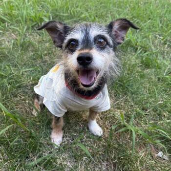 Ronny Roo -  Wirehaired Terrier Dog for Adoption in St. Augustine, Florida - Ronny Roo | PetCurious
