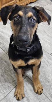 German Shepherd Dog Dogs Available for Adoption in Cincinnati, Ohio - Merlin | PetCurious