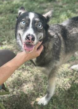 Bloom -  Husky and Mixed Breed Dog for Adoption in San Antonio, Texas - Bloom | PetCurious