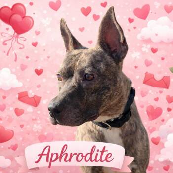 American Staffordshire Terrier Dogs Available for Adoption - Aphrodite | PetCurious