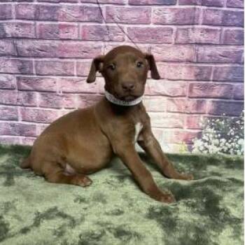 Labrador Retriever and Mixed Breed Dogs Available for Adoption in Fort Collins, Colorado - Parrot | PetCurious