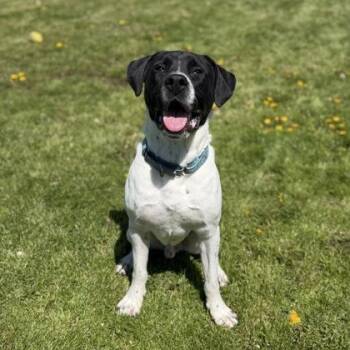 Bruce (BW) -  Boxer and American Staffordshire Terrier Dog for Adoption in Ashtabula, Ohio - Bruce (BW) | PetCurious