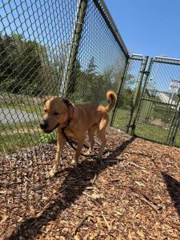 Labrador Retriever and Mixed Breed Dogs Available for Adoption in Leesburg, Virginia - JAG | PetCurious