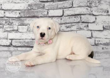 Molly -  Boxer and Labrador Retriever Dog for Adoption in Tuscaloosa, Alabama - Molly | PetCurious