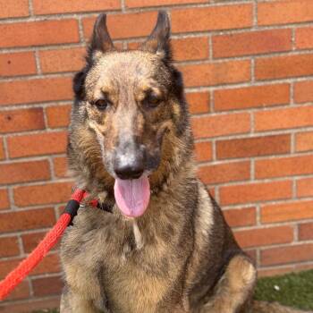Jax -  German Shepherd Dog Dog for Adoption in Philadelphia, Pennsylvania - Jax | PetCurious
