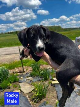 Rocky -  Beagle Dog Available for Adoption in Salamanca, New York - Rocky | PetCurious