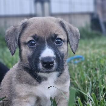 Toby -  Boxer Dog for Adoption in Ramsey, Indiana - Toby | PetCurious