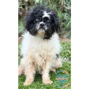 Shih Tzu Dogs Available for Adoption - Luka COH | PetCurious