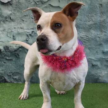 Duvy -  Chihuahua and Basset Hound Dog for Adoption in Yuma, Arizona - Duvy | PetCurious