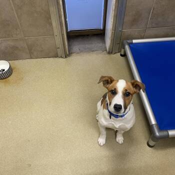 Jack Russell Terrier Dogs Available for Adoption - Selene | PetCurious