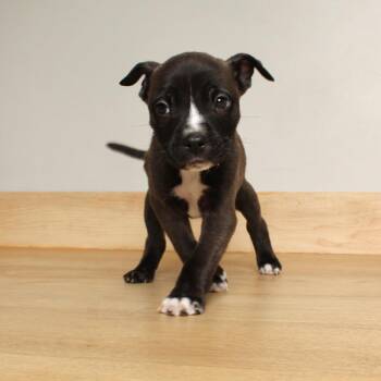Pit Bull Terrier Dogs Available for Adoption - Biscotti D68148 | PetCurious