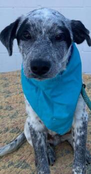 Australian Cattle Dog Blue Heeler Dogs Available for Adoption in Colusa, California - Doug | PetCurious