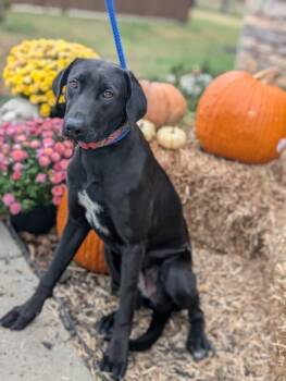 Rescue Rhodesian Ridgeback and Black Labrador Retriever Dogs for Adoption in Aiken, South Carolina - Zoey | PetCurious