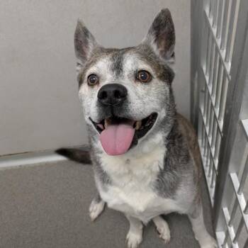 Husky Dogs Available for Adoption in Des Moines, Iowa - Joker | PetCurious