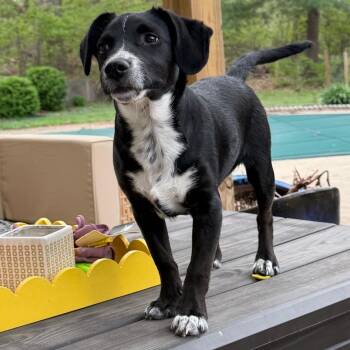 Rat Terrier Dogs Available for Adoption - DALE | PetCurious