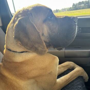 Great Dane Dogs Available for Adoption - Barrington | PetCurious