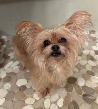 Cici (Must be adopted with Cubby) -  Yorkshire Terrier Dog for Adoption in Osteen, Florida - Cici (Must Be Adopted With Cubby) | PetCurious