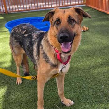 FIA -  German Shepherd Dog Dog for Adoption in Las Vegas, Nevada - FIA | PetCurious