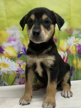 Terrier and Mixed Breed Dogs Available for Adoption in San Antonio, Texas - Glenn | PetCurious