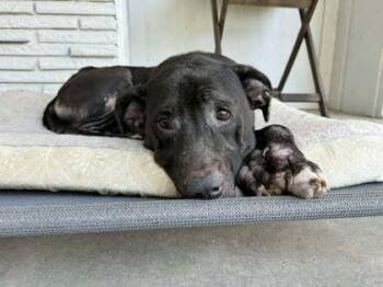 Mixed Breed Dogs Available for Adoption in Chamblee, Georgia - Wonder Woman | PetCurious