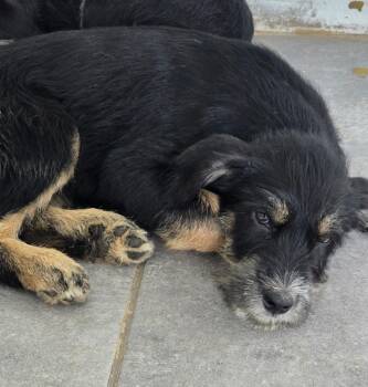 Basil -  Giant Schnauzer and Australian Cattle Dog Blue Heeler Dog for Adoption in Longview, Texas - Basil | PetCurious