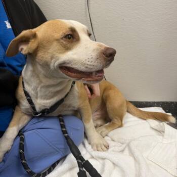 Low Rider -  Mixed Breed Dog for Adoption in Columbiana, Alabama - Low Rider | PetCurious