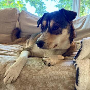 Amigo D70702 -  German Shepherd Dog and Mixed Breed Dog for Adoption in Minnetonka, Minnesota - Amigo D70702 | PetCurious