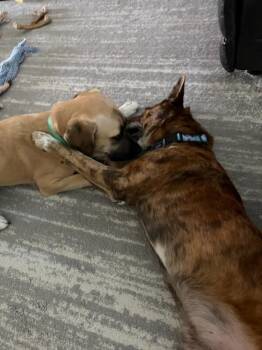 Buck -  Boxer and American Bulldog Dog for Adoption in Boulder, Colorado - Buck | PetCurious